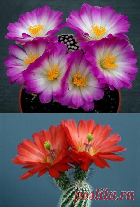 Мифы, погубившие не одну сотню колючих растений | РОЗЫ