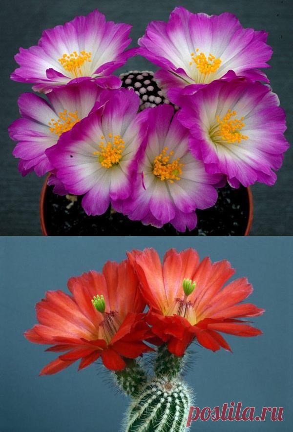 Мифы, погубившие не одну сотню колючих растений | РОЗЫ