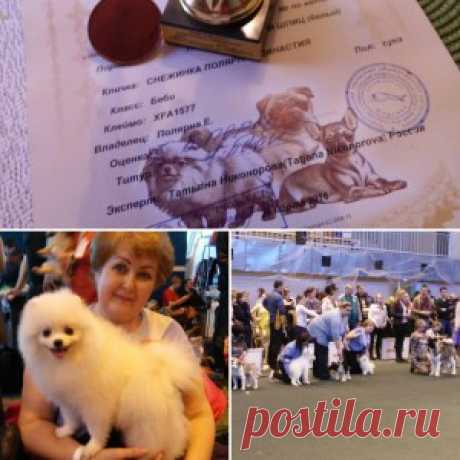 Первая выставка Снежинки | Полярная династия
Мы завоевали титул : Лучший бэби и получили оценку Большая перспектива! Ура.Замечательное начало карьеры................1