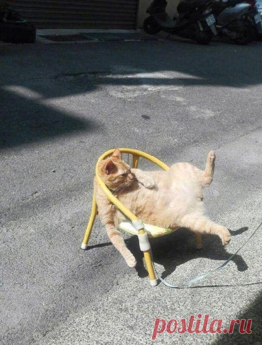 Прикольные картинки (21 фото) - Подборка прикольных и смешных картинок. Хорошего настроения от просмотра подборки картинок.