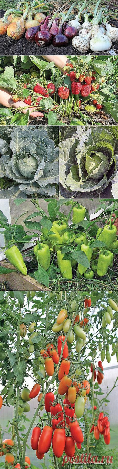 Секреты высоких урожаев — Ваше Плодородие | Цветы