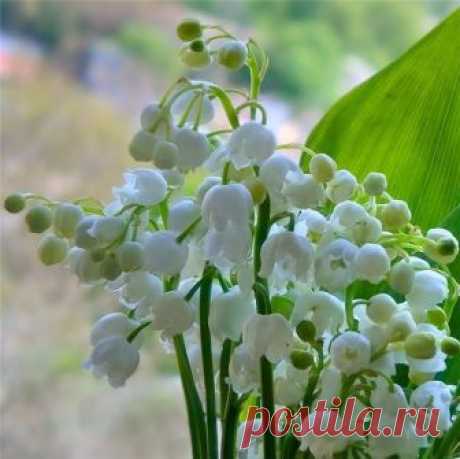 Галина Богданова (Кравченко)
------------------------------------------------------------------------------------------------
                                         Ландыш

…Есть в лесу цветок, одно ожидание которого – праздник. Хмурый, даже в солнечный день ельник, освещается улыбкой этого цветка. Наверху – царство света, внизу – зеленоватый, тревожный полумрак. Тихо и настороженно в глухом уголке леса. Кажется, ничто не может потревожить покой. Но нет! Что это блестит ...