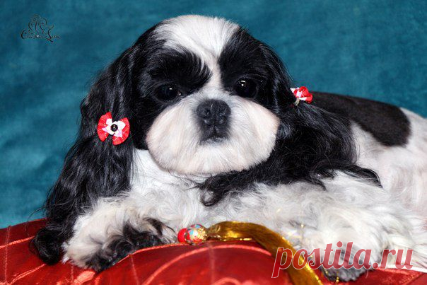 Светлана Михайлова