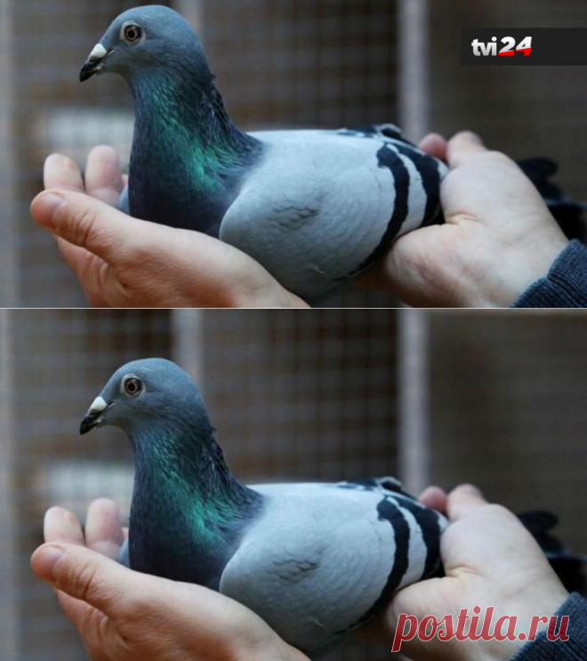 Mercado de columbofilia ao rubro: pombo vendido por 1,6 milhões de euros | TVI24