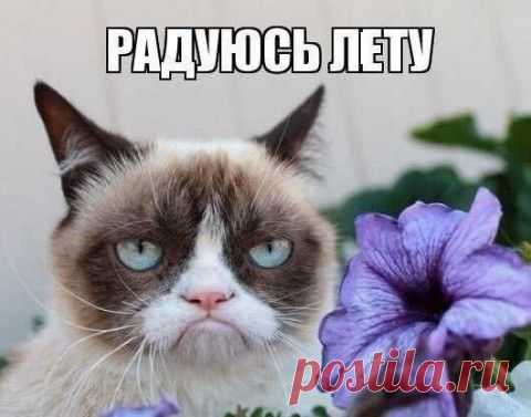 ДАЧНАЯ КОТОМАТРИЦА | ДОСТОЙНАЯ ЖИЗНЬ НА ПЕНСИИ