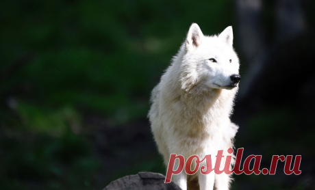 Животные в новостях | Крылья, лапы, хвост.