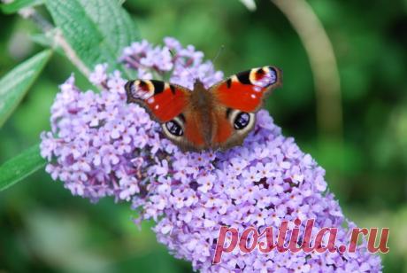 Interhomeopathy - A true remedy for trauma: two cases of Buddleia davidii