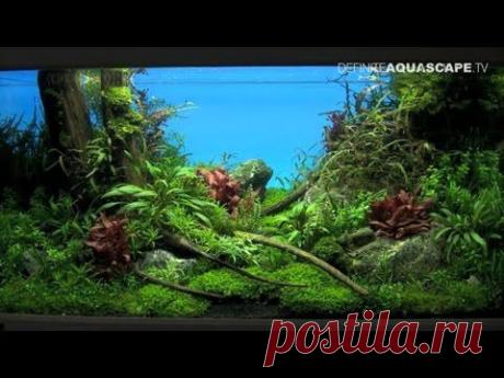 Aquascaping - The Art of the Planted Aquarium 2013 XL, pt.1 - YouTube