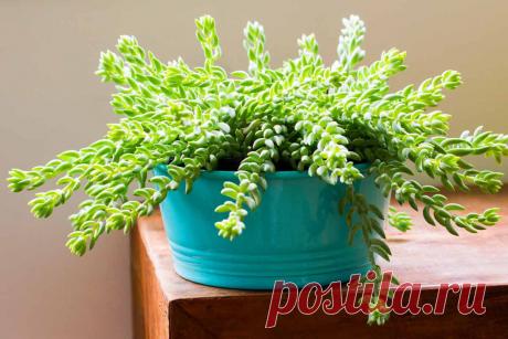 Очиток Моргана: выращивание в домашних условиях