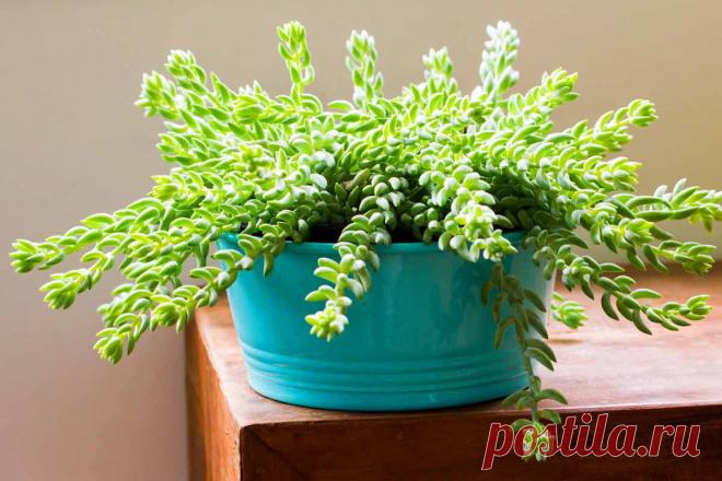 Очиток Моргана: выращивание в домашних условиях