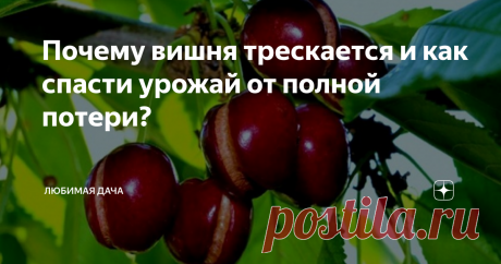 Почему вишня трескается и как спасти урожай от полной потери? Если вишенки трескаются, еще находясь на дереве, то нужно разобраться, что же послужило причиной для таких изменений. Определив ее, можно приниматься за спасение дерева и его плодов.
1. При чрезмерной влажности, росяных ночах и туманах, на кожице вишен задерживается влага, после чего плоды перенасыщаются этой влагой и растрескиваются. В