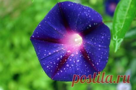 Лиана ипомея: посадка и уход. Ипомея: выращивание из семян. | LS