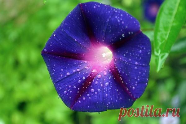 Лиана ипомея: посадка и уход. Ипомея: выращивание из семян. | LS