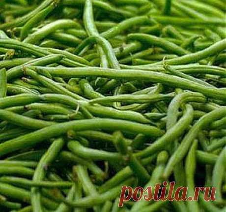 Выращивание фасоли: сорта, посадка и уход, семена