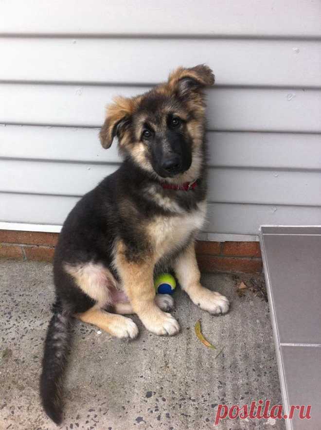 Очаровательные питомцы, которые очень не хотят чтобы вы уходили