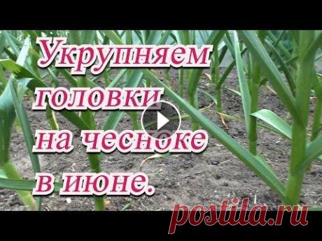 Полейте так чеснок в июне и урожай вас ОЧЕНЬ порадует! Что нужно сделать на плантации чеснока в июне, чтобы все предыдущие труды не пропали даром и чеснок стал крупным и лёжким- смотрите в этом видео! Приг...