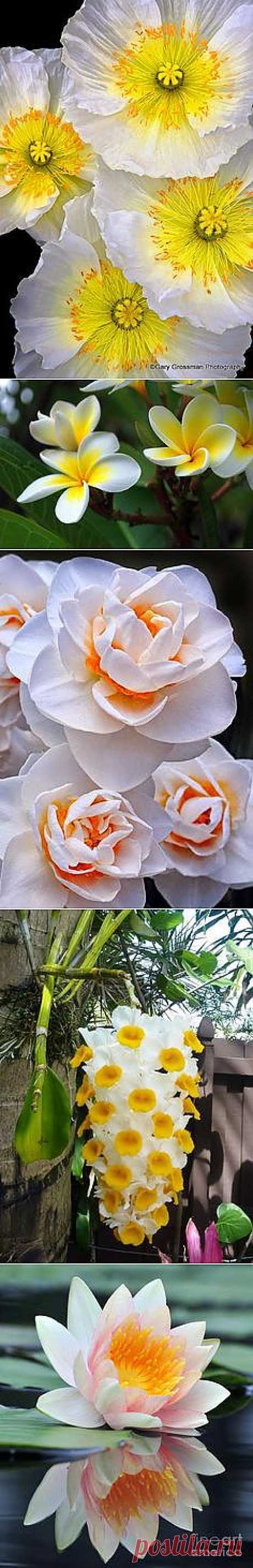 Flowers