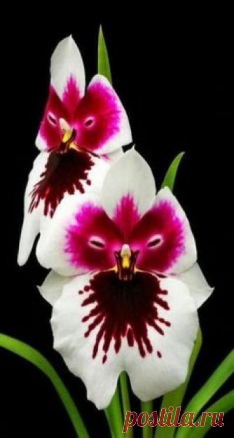 orchidées improbables; les merveilles de la nature