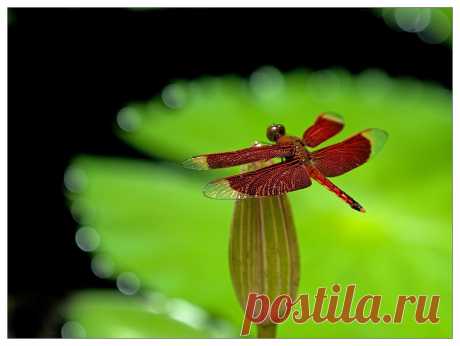 35PHOTO - VladimirD - Рубин Индонезии.