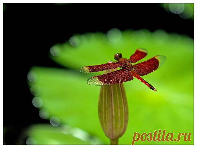 35PHOTO - VladimirD - Рубин Индонезии.