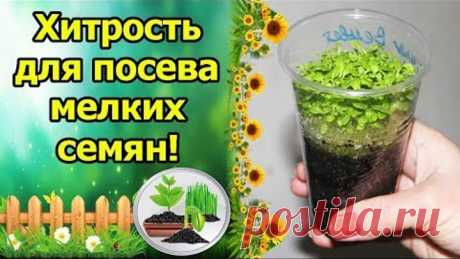 ХИТРЫЙ СПОСОБ ПОСЕВА МЕЛКИХ СЕМЯН! ПЕТУНИЯ, ЛЬВИНЫЙ ЗЕВ, СЕЛЬДЕРЕЙ, ВИОЛА (АНЮТИНЫ ГЛАЗКИ)!