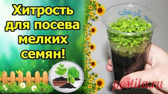 ХИТРЫЙ СПОСОБ ПОСЕВА МЕЛКИХ СЕМЯН! ПЕТУНИЯ, ЛЬВИНЫЙ ЗЕВ, СЕЛЬДЕРЕЙ, ВИОЛА (АНЮТИНЫ ГЛАЗКИ)!