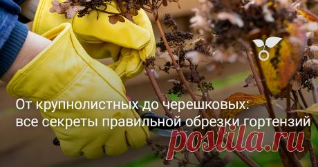 Все секреты правильной обрезки гортензий — от крупнолистных до черешковых Правильная обрезка гортензии может иметь решающее значение для цветения в будущем году. Как обрезать гортензию осенью зависит от ее вида, а иногда даже от сорта. Сделав неправильные срезы, вы можете лишить себя удовольствия любоваться  прекрасными цветами летом. Мы расскажем, как обрезать разные виды гортензий в осеннее время.