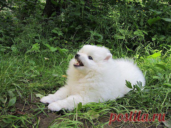 Белый малый шпиц-наш сынок