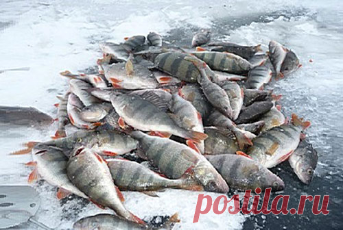 Рыбнадзор. Новости Рыбного Хозяйства