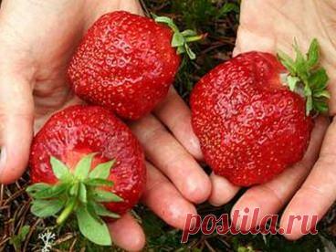 Клубника «Гигантелла»: описание, отзывы, фото, достоинства и недостатки сорта, выращивание из семян, посадка рассады, уход, защита от слизней, фото, видео