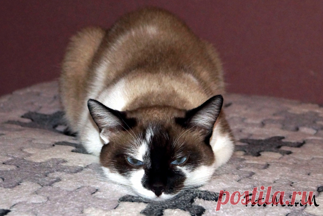 мой котяра