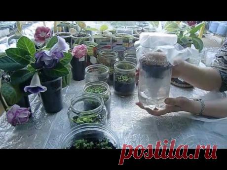 РАССАДА В БАНКАХ !!! ПРОДОЛЖЕНИЕ !!! Пересадка петунии из банки.