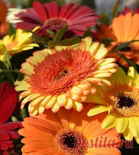 С добрым утром! 😊 🌸🌺Любимые герберы🌺🌸