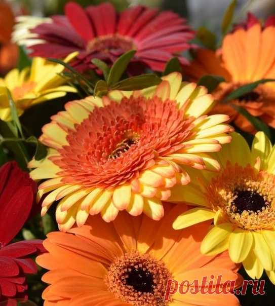 С добрым утром! 😊 🌸🌺Любимые герберы🌺🌸
