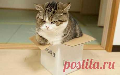 Почему коты так любят небольшие пространства Коты зачастую кажутся отчужденными эгоистичными одиночками, но они очень привязаны к своим хозяевам и так же могут обладать странными неискоренимыми привычками, например, любовью к укромным местечкам.