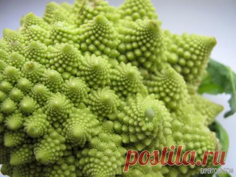 капуста романеско - Поиск в Google