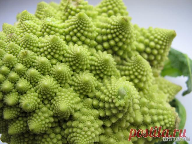 капуста романеско - Поиск в Google