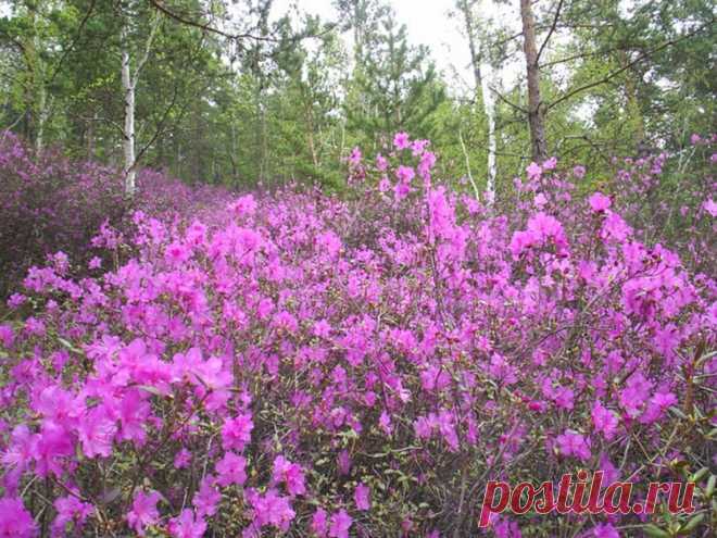 Рододедндрон, раннецветущий кустарник — Огород без хлопот
