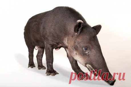 Центральноамериканский тапир (Tapirus bairdii) – самый крупный из американских тапиров и вообще самое крупное аборигенное наземное млекопитающее Неотропики – до 400 кг. Можно сказать, здешний слон. Помните, в фильме «Апокалипсис» индейцы гнались за тапиром? Это был именно Tapirus bairdii.

Кто-то скажет: «400 кг - разве это много? Какой слон? Всего лишь полторы свиньи. В Африке этот тапир считался бы зверем очень-очень средних размеров». Да, неотропическая фауна небогата г...