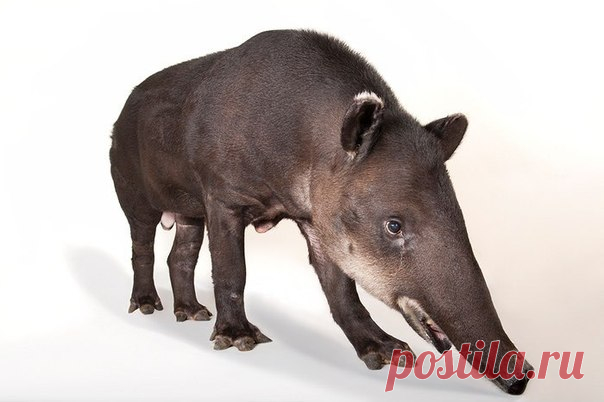 Центральноамериканский тапир (Tapirus bairdii) – самый крупный из американских тапиров и вообще самое крупное аборигенное наземное млекопитающее Неотропики – до 400 кг. Можно сказать, здешний слон. Помните, в фильме «Апокалипсис» индейцы гнались за тапиром? Это был именно Tapirus bairdii.

Кто-то скажет: «400 кг - разве это много? Какой слон? Всего лишь полторы свиньи. В Африке этот тапир считался бы зверем очень-очень средних размеров». Да, неотропическая фауна небогата г...