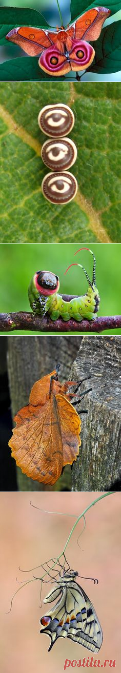 (892) leaf roller moth. | our neighbours