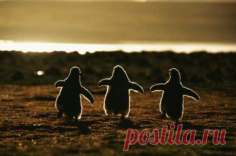 Наперегонки / Фото дня / Моя Планета