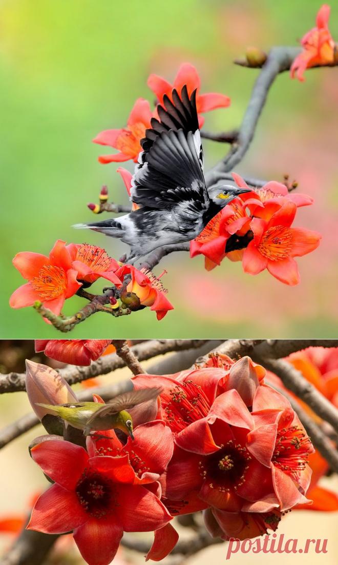 КРАСИВО ЦВЕТУЩЕЕ ДЕРЕВО BOMBAX CEIBA | Самоцветик