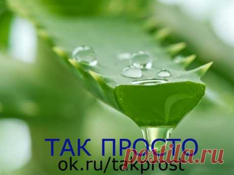 Одна очень приятная, энергичная старушка поведала: 

«…В 1985 году после двух операций меня выписали из Московской 
онкологической клиники и отправили умирать домой, отведя, как позже 
выяснилось, 10 дней жизни.

Дома, пролежав два дня на койке, я 
вспомнила о рецепте лечения всего организма составом, где главный 
компонент – алоэ. Бумажка с описанием куда-то задевалась, стала готовить
по памяти. Оборвала все листы у двух 4-5 летних растений, промыла их, 
протерла марлей, ...