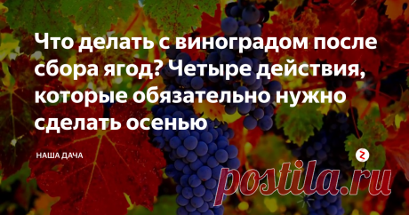 Что делать с виноградом после сбора ягод? Четыре действия, которые обязательно нужно сделать осенью Бывалые виноградари отлично знают, что после того, как урожай винограда будет собран, то работы по его уходы предстоит еще довольно много. Как показывает практика, осенний уход за лозами сводится к четырем действиям, выполнить которые можно не обязательно в один день, а поэтапно, когда вам будет комфортно и удобно. Но порядок действий все-таки следует сохранить: это важно.