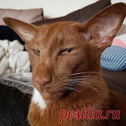 Да , все вижу, все слышу, никому не верю...