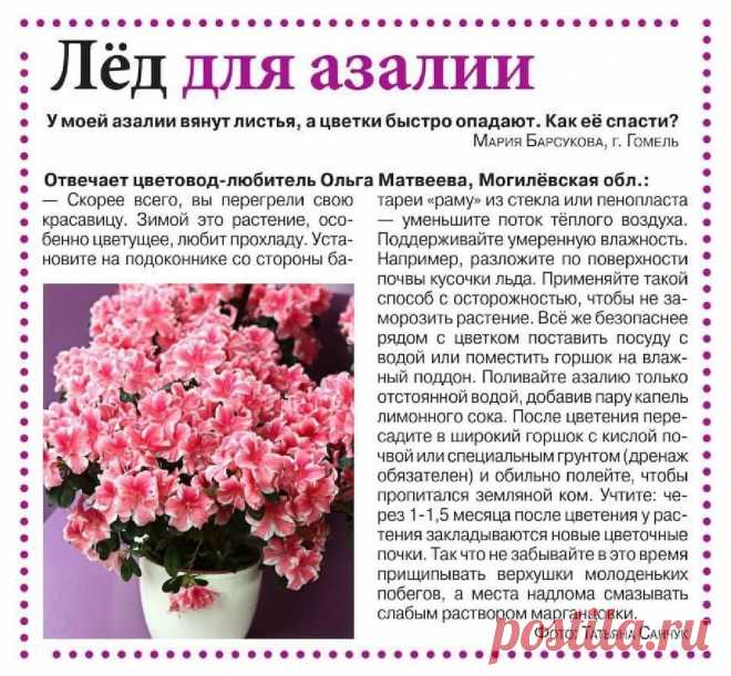 Лед для азалии