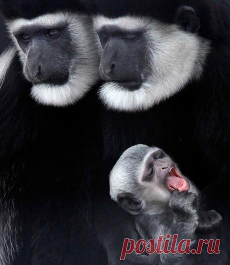 Лучшие фотографии природы и животных 2011 года | ФОТО НОВОСТИ