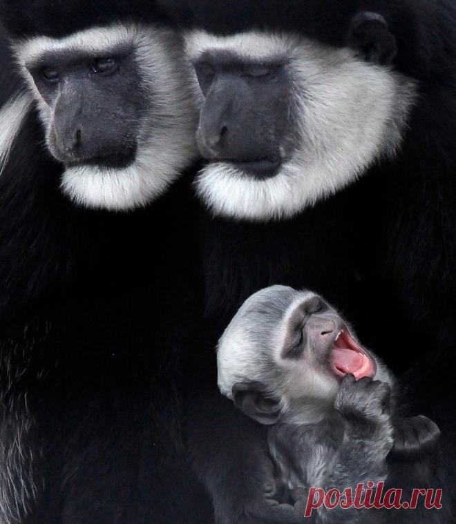 Лучшие фотографии природы и животных 2011 года | ФОТО НОВОСТИ