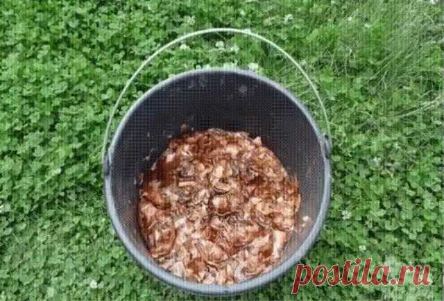 Луковая шелуха — клад для дачников Луковая шелуха — клад для дачников
Мы порой проходим мимо старых и проверенных средств повышения урожая или борьбы с вредителями и болезнями.
Луковая шелуха — один из резервов повышения урожайности. Её отвар содержит полный набор таблицы Менделеева: кальций, калий, марганец, магний, железо, медь, селен, хром, бор, медь и т.д. Шелуха убивает патогенную микрофлору в почве, одновременно подкармливает растение микроэлементами. Действует на ра...